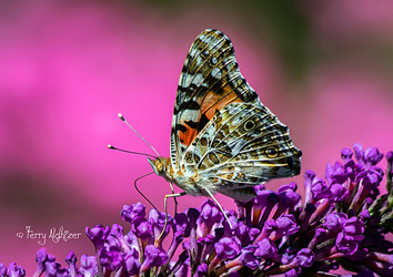 Lady Loves Pink By Terry Aldhizer